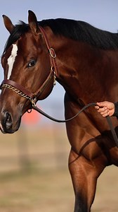 73K views · 4.4K reactions | 2020 Stallion Aint He Tempting is by...