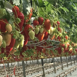 [Hot Item] Commercial Hydroponic Strawberries Growing NFT Gutter System Hydroponics NFT Channel Grow Kit