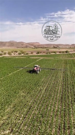 Massey Ferguson 530R sprayer fumigating corn #mexicanfarms #agriculture #agriculture