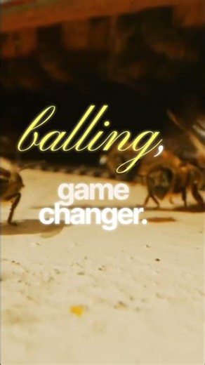 Giant Hornets vs Honey Bees: The Ultimate Showdown