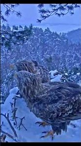 🎉 Happy New Year, 🦅 New Eagle Couple visit the nest #eagle #birds #nest #nature #eaglesnest #eagles