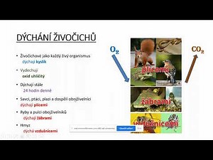 Společné znaky živočichů