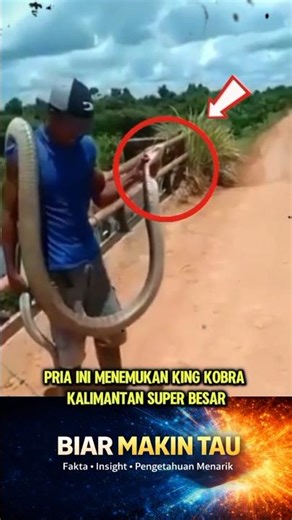 WOW Penemuan King Kobra Kalimantan Super Besarrrrrrrrr 😱💀 #viral #ularbesar #kingcobra