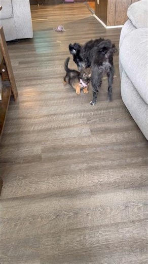 A Day in the Life of Dash: Meet Dash’s daughter Inky #cute #dogs #viral #fyp #fypシ #fypシ゚viral
