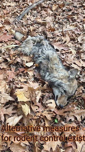 Click away. Rodenticide's are killing our wildlife.