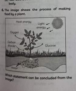 Question: Understanding the process of food making by a plant (... | Filo