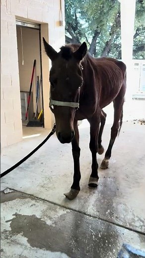 I’ve Never Seen a Horse Survive This… Meet Brego!