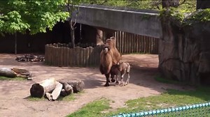 Welcome to the world, little one! A Bactrian camel calf was born at the Lincoln Park Zoo. Photo gallery: http://via.wgntv.com/zc9Km | WGN TV