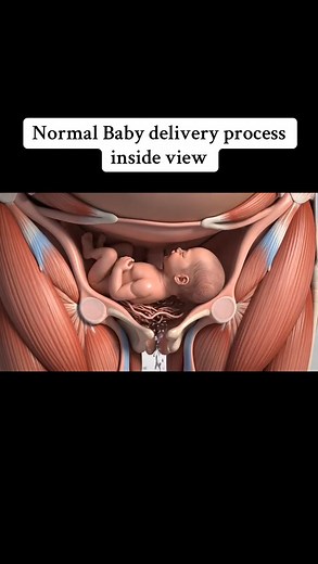 106K views · 287 reactions | Normal Baby delivery process inside view#process #human #anatomy #foryoupage #delivery | DR Ales Osteopath USA | Facebook