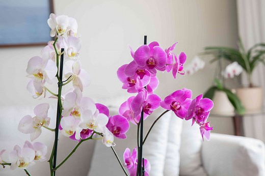 Easily Grow One of These 25 Types of Orchids in Your Home