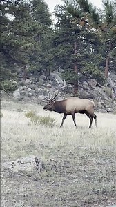 Wait for This Bull Elk’s MASSIVE Bugle 🦌🔊