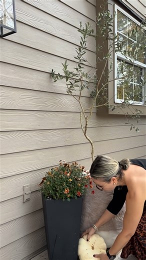 Kelly on Instagram: "Winter care for my olive tree A little wrap, a cozy spot by the house for the cold months... and back out to the sunshine in spring. Comment SHOP below to receive a DM with the link to this post on my LTK ⬇ https://liketk.it/5wLs8 #ltkhome #ltkstorytime #ltkseasonal #interiorstyling #homedecor #homestyle #outdoors #olivetree #winteriscoming #homestyle #homeprojects"