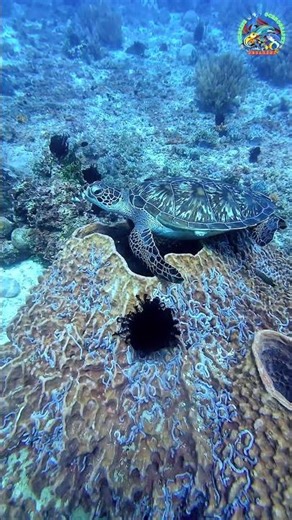 Sea Turtle Finds Sanctuary in the Coral Reef 🐢 #SeaTurtle #Turtle #ReefLife #UnderwaterVideo #coral