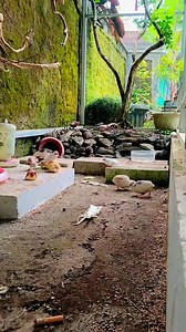 how to call quail to come closer #quail #finch #aviary #outdooraviary | Kennandra Jagaddita