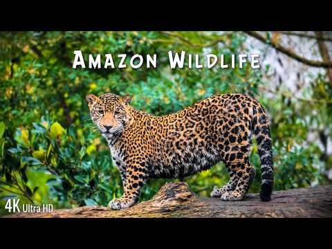 Amazon Wildlife 4K | Wild Animals in the Rainforest