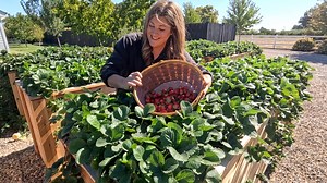 90K views · 4.2K reactions | Grape Tree Update + Planting 3 Varieties of Ornamental Grass & Red Hot Pokers!  | Garden Answer | Facebook