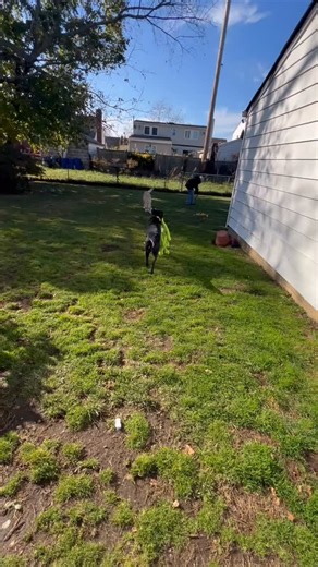 Egan’s play date with have some canine companion future service dog one year old Van, VI and Ella. | Ellen Barbara Lockwood