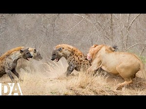 Serengeti salvaje | Las mordeduras más aterradoras del reino animal | Documental de animales