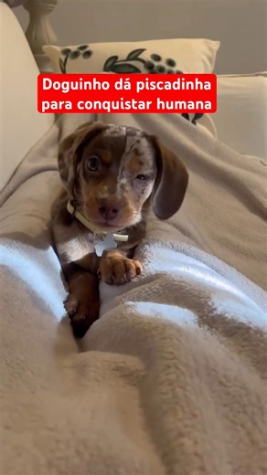 Doguinho dá piscadinha para conquistar humana #pets #dog #cachorro #petsfofinhos #doglover #petlife