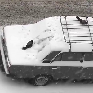 448K views · 8.2K reactions | Crows love playing in the snow too....