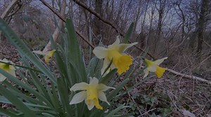 Cueillette des jonquilles sauvages : on fait le point sur ce qu’on peut faire ou pas