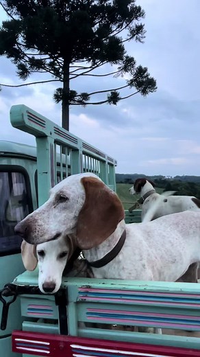 Só agradecer 🙏🏻#cachorro #americano #foxhoundamericano