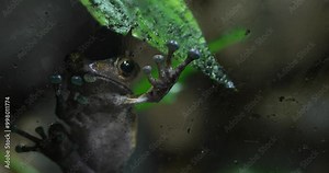 A small brown tree frog with distinctive blue-tipped toes clings to the glass of a terrarium. The frog is facing the camera with its large, black eyes. The background is a blur of green leaves. The