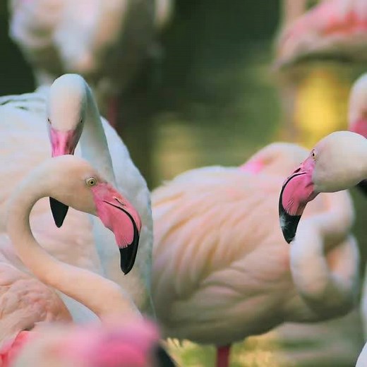 129K views · 1.9K reactions | Ever looked closely at a flamingo’s beak? It’s upside down! Most birds have a larger upper beak and a smaller lower beak. For flamingos it’s reversed – which works for them as they eat upside down and filter feed yummy shrimp and algae. | Animal Planet | Facebook