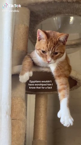 The Allure of Orange Cats: Myths and Facts