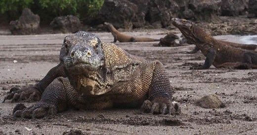 Nature: Komodo dragons