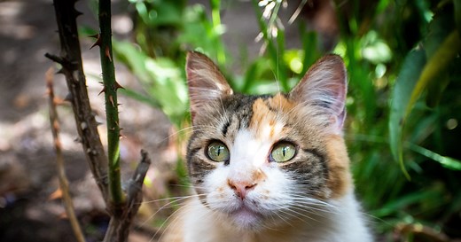 How to Get Rid of Hot Spots on Cats