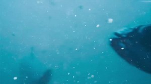 12K views · 1.1K reactions | Agnes Obel on Reels | Facebook