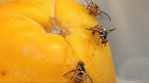 Invasive fruit fly infestation puts Los Angeles neighborhood under quarantine