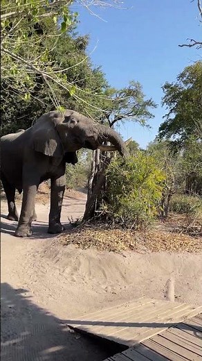 When Elephants Walk Through Camp 🐘 | Unfenced Africa | Arc Earth Private Safaris
