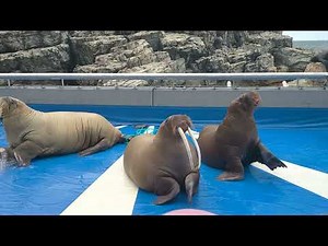 大分マリーンパレス水族館うみたまご 2023年8月6日セイウチ3娘のシンクロ挨拶が凄い‼️