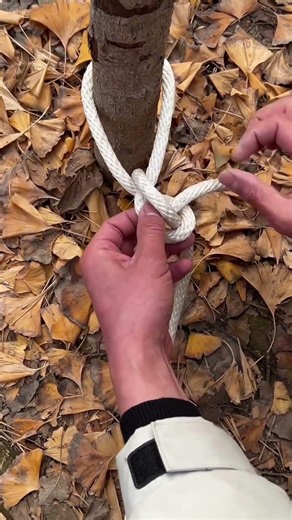 Practical cow tethering knot