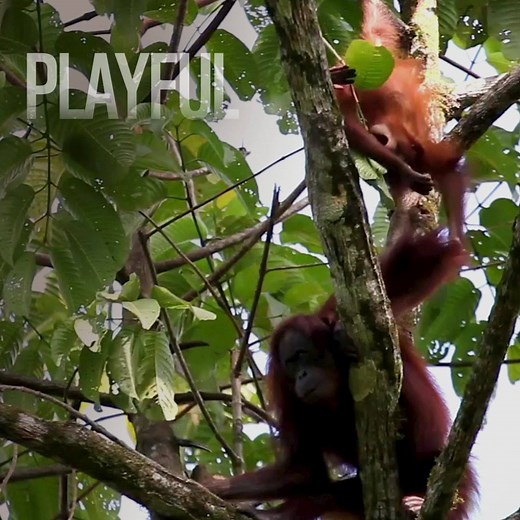 Over 100,000 Bornean orangutans have been lost over the last 20 years. The main threat is the loss or fragmentation of their forest habitat, caused by logging for timber materials, forest fires and making way for oil palm plantations. Adopt an orangutan today and help protect their forests. | WWF UK