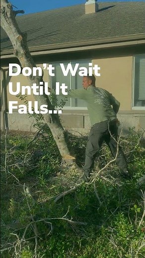 Hazardous Tree Removal