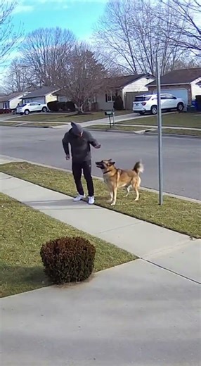Security Camera Catches Shocking Dog Moment 😱🐕 | Real Footage