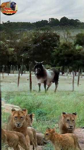 Sapi5 Loncat Loncat ! Mengusir Kawanan Singa di Alam Liar. 🦁🐄