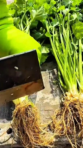 using a large, sharp cleaver or rectangular knife to cleanly trim the dense root