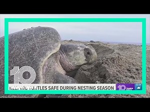 Sea turtle nesting is underway: Here's how you can keep them safe