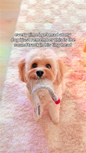 ☻ HUDSON ☻ | cheeky boy is just doin' his best 🤭 . . . #puppy #cockapoopuppy #cockapoo #dogsofinstagram #cheekypuppy | Instagram