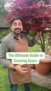 Gardening with Ish on Instagram: "Keep your Acer happy in a pot with my step by step guide to growing acers. My gardening tips for beginner gardeners will go through every piece of information you would ever need to know when it comes to planting an Acer and caring for it. Potted acers are ideal for adding height and colour to small gardens too! #gardeningtips #gardeningforbeginners #acer #acertree #planttips #gardener #trees"