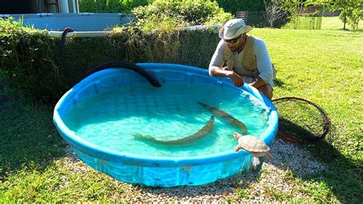 Strange mutant turtles crawling out of the canals