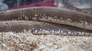 Ball python was slithering in the glass cabinet waiting to be sold. It's a popular pet in Thailand. Stock Video