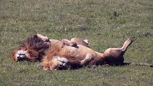 389K views · 63 reactions | Just lion around today. 女女 | Discovery | Facebook