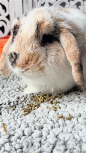Charlie loves his morning treat #bunny #petsoftiktok #minilop
