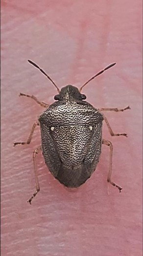 I found an Iron mask insect #insects #stinkbugs #nature