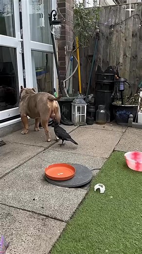 69K views · 2.2K reactions | The flying pup ‍⬛#tiktok #youtube #cute #animals #viral #shorts | FurTastic Moments | Facebook